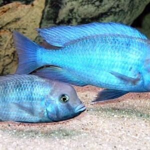 🐟6x Otocinclus Brazil Catfish - Nature's Clean-Up Crew! 🐟 Live Freshwater Fish