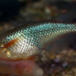 3x Blue Congo Tetra - Large Size hard to get Tropical Aquarium Live Fish!