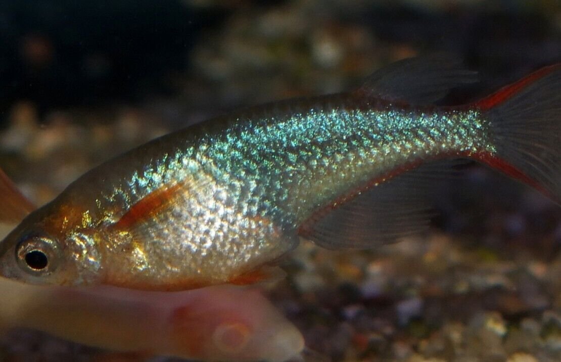 57_65ecff8e-6542-47a1-abe9-f0370205380b.jpg 3x Blue Congo Tetra - Large Size hard to get Tropical Aquarium Live Fish!