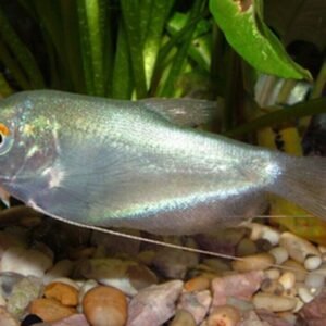 1 Pair Apistogramma Agasizzi Orange Fire Live Tropical Aquarium Fish Fast Ship
