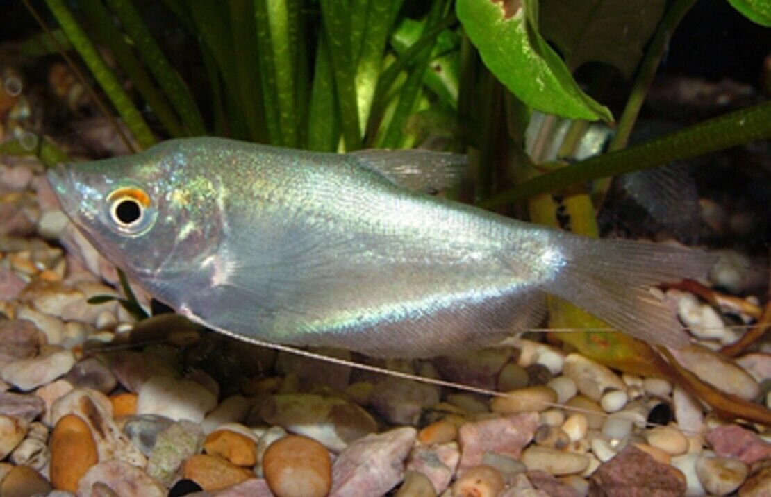57_6644286f-d333-4ad2-9841-d6f9511517df.jpg 1 Pair Apistogramma Agasizzi Orange Fire Live Tropical Aquarium Fish Fast Ship