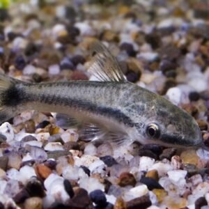 5 Pack Mixed Peacock Cichlids 2" - Colorful Freshwater FAST SHIP
