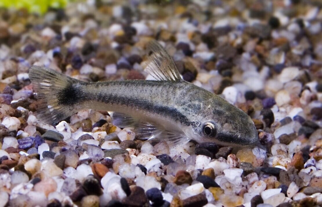 57_66d50353-ccf7-48e4-813a-9b3331d6cfa4.jpg 5 Pack Mixed Peacock Cichlids 2" - Colorful Freshwater FAST SHIP