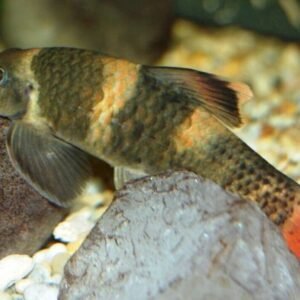 2 Red Spotted Goby Mugilogobius Rubromaculatus Limited Stock Fast Ship Live Fish