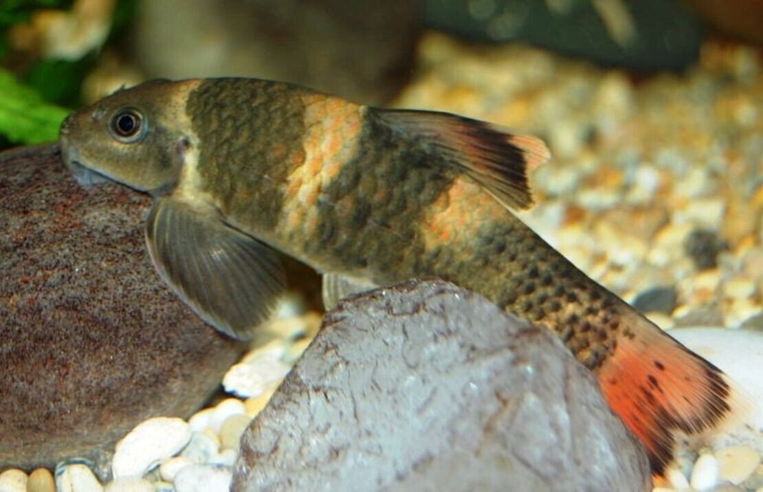 57_694485d9-23da-4471-a778-9e28b3399ed3.jpg 2 Red Spotted Goby Mugilogobius Rubromaculatus Limited Stock Fast Ship Live Fish