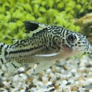 5-Pack Silver Dollar Medium Live Fish great in schools : Characin FAST SHIP