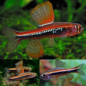 🐟12x Long Fin Zebra Danio Med Aquatic Elegance 🐟 FAST SHIP LIVE FISH