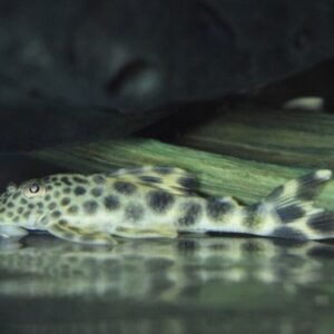 5x Half Black Guppy, MALES Live Fish. Healthy Active Strikingly Beautiful Guppy