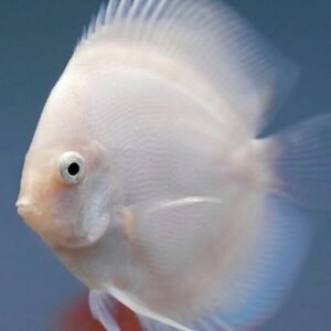 1 Pair Apistogramma Opal Live Tropical Aquarium Fish Fast Ship Beautiful Fish