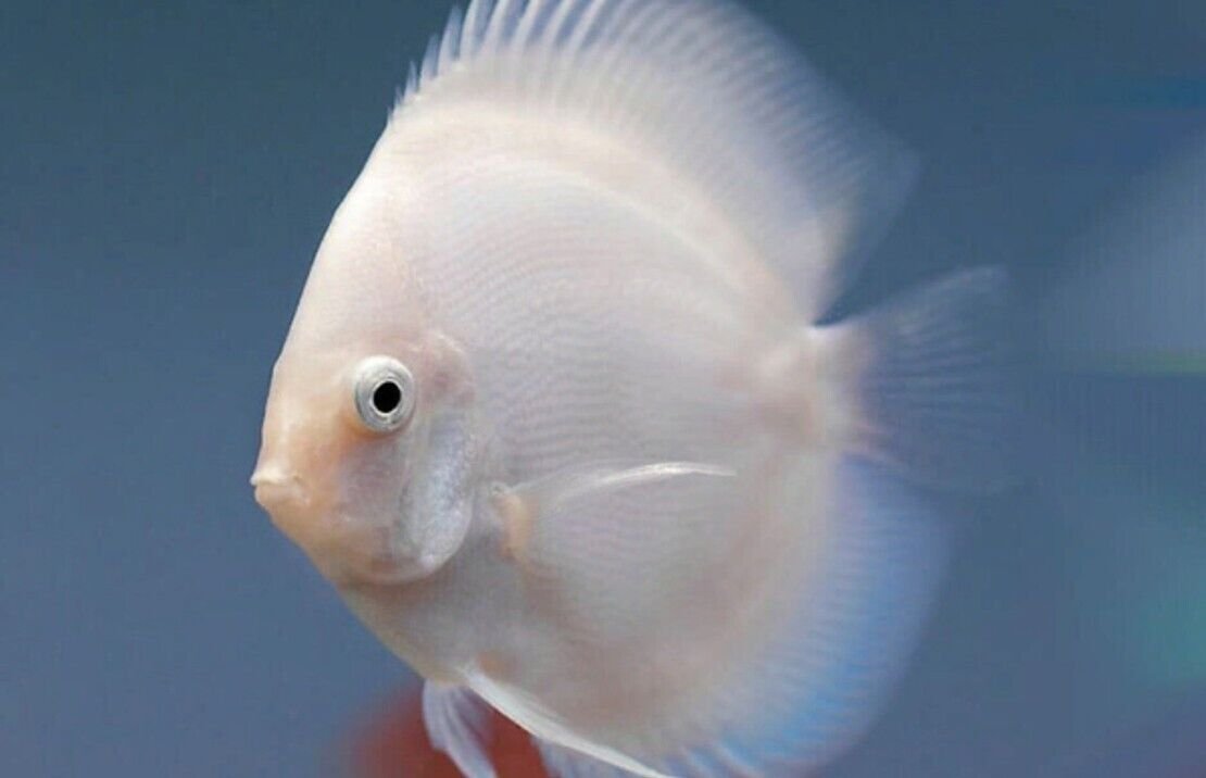 57_6a9888a4-22c7-44cd-9d3a-ddaf5db32021.jpg 1 Pair Apistogramma Opal Live Tropical Aquarium Fish Fast Ship Beautiful Fish