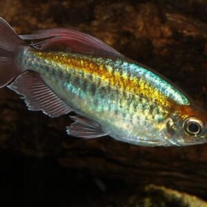 12 PACK Red Eye Tetra Fish Fast Shipping Great Community Fish CRAZY PRICE!