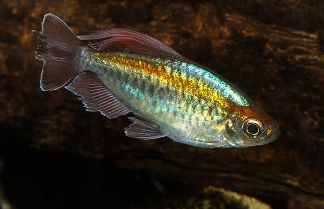 57_6b06e2ed-a8f4-42cb-a209-ee49ed2cfe0d.jpg 12 PACK Red Eye Tetra Fish Fast Shipping Great Community Fish CRAZY PRICE!