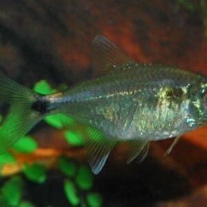 Blue White seam Ancistoma Approx. 3" Live Fish FAST SHIP Pleco