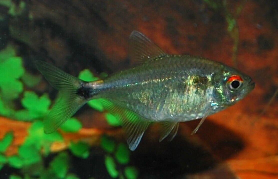 57_6b55b997-0347-4507-8fec-11ff1d07fe91.jpg Blue White seam Ancistoma Approx. 3" Live Fish FAST SHIP Pleco