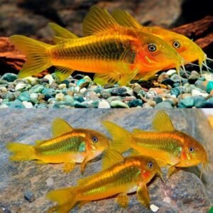 5 Green Emerald Catfish. Peru XL Brochis Splendens! Healthy, Corydora Live Fish