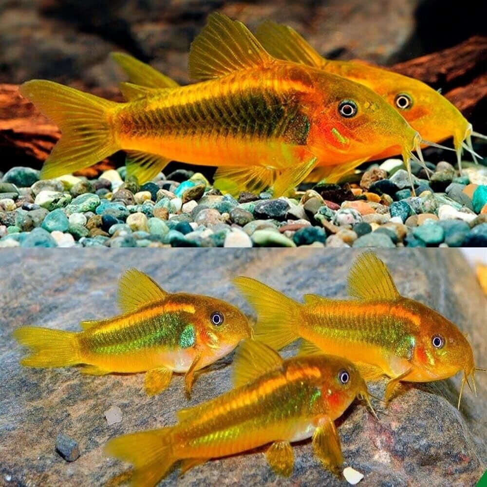 57_6c796356-a17f-44fd-a593-224b645a07fc.jpg 5 Green Emerald Catfish. Peru XL Brochis Splendens! Healthy, Corydora Live Fish