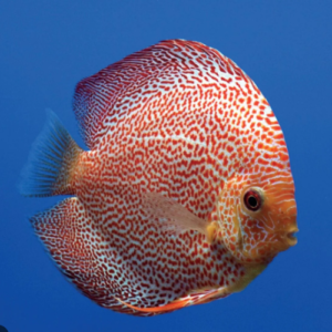 Golden Discus Fish 2.5" Size Body Healthy Live Discus Fish tropical aquarium