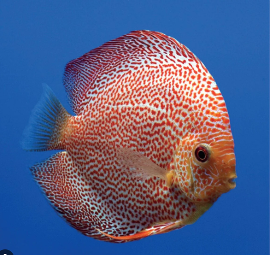 57_6d1d6f47-cf76-4dce-abce-cef9a1739b2b.png Golden Discus Fish 2.5" Size Body Healthy Live Discus Fish tropical aquarium