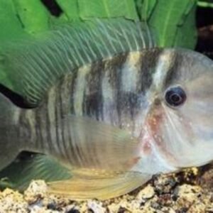 3 Red Head Tapajos 1.25" - 1.5" - Beautiful Geophagus Live Fish Healthy Active