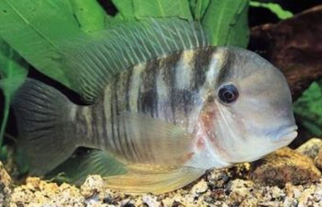 57_6d40ead5-ea9c-4012-aad5-916106020e73.jpg 3 Red Head Tapajos 1.25" - 1.5" - Beautiful Geophagus Live Fish Healthy Active