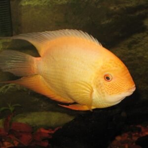 1 Pair Apistogramma Agasizzi Red Live Tropical Aquarium FAST SHIP