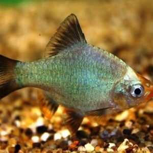 6x Super Blue Kerri Emperor Tetra LIVE TROPICAL FISH Great Fish FAST SHIP