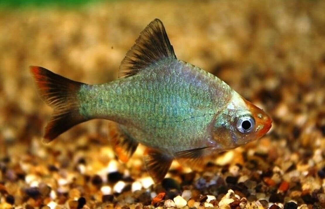 57_6e0e8722-7a1f-4ed2-8a2f-667df65c3e18.jpg 6x Super Blue Kerri Emperor Tetra LIVE TROPICAL FISH Great Fish FAST SHIP