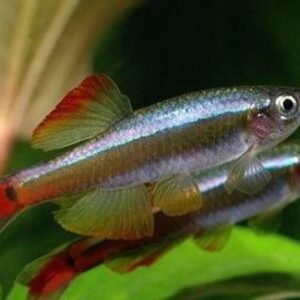 🐟3x Pictus Colombia Catfish - Awesome Active Swimmers 🐟 Live Freshwater Fish