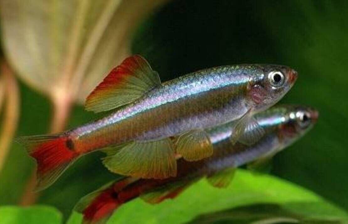 57_6f6278b6-f866-4c09-83b9-627831d8e406.jpg 🐟3x Pictus Colombia Catfish - Awesome Active Swimmers 🐟 Live Freshwater Fish
