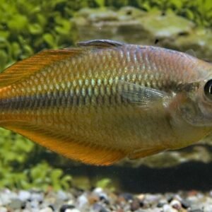 5 Pack S. Pacific Blue Eye Rainbow Fish - A Colorful Marvel Pseudomogil Signifer