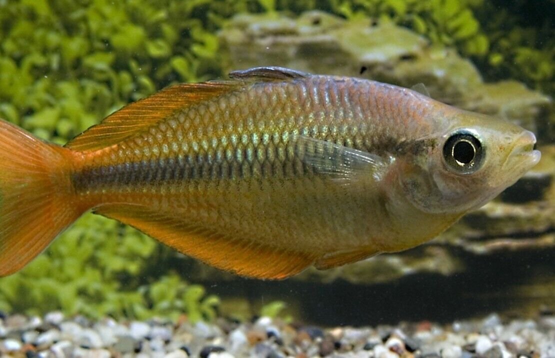 57_6ff2a03c-b6f2-4eac-b971-f0b6328d2ca5.jpg 5 Pack S. Pacific Blue Eye Rainbow Fish - A Colorful Marvel Pseudomogil Signifer
