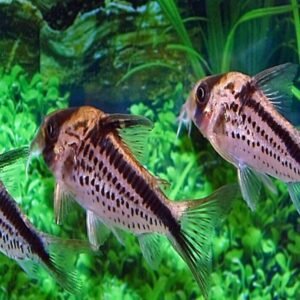 🐟 12 Habrosus Corydoras - Nano Wonders ! 🌈CRAZY PRICE Will Sell Out! Live Fish