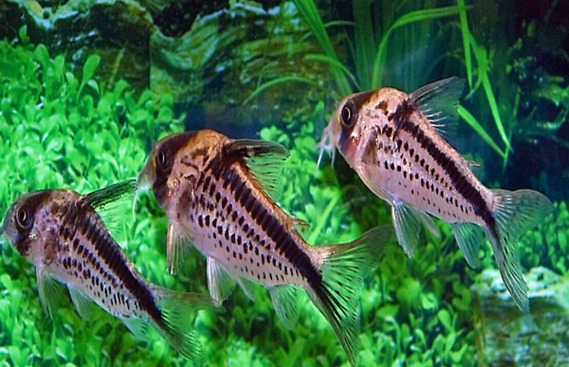 57_7070455f-9259-4a74-aed8-e018bbecc0b5.jpg π 12 Habrosus Corydoras - Nano Wonders ! πCRAZY PRICE Will Sell Out! Live Fish