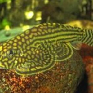 6 Golden Khuli Loaches Live Freshwater Aquarium Fish Enigmatic Bottom-Dweller!
