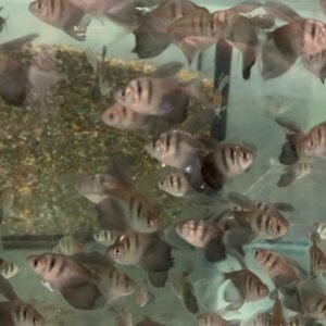 12🌟 Penguin Tetra - The Charming Dancers of the Aquarium! ( Thayeria boehlkei )