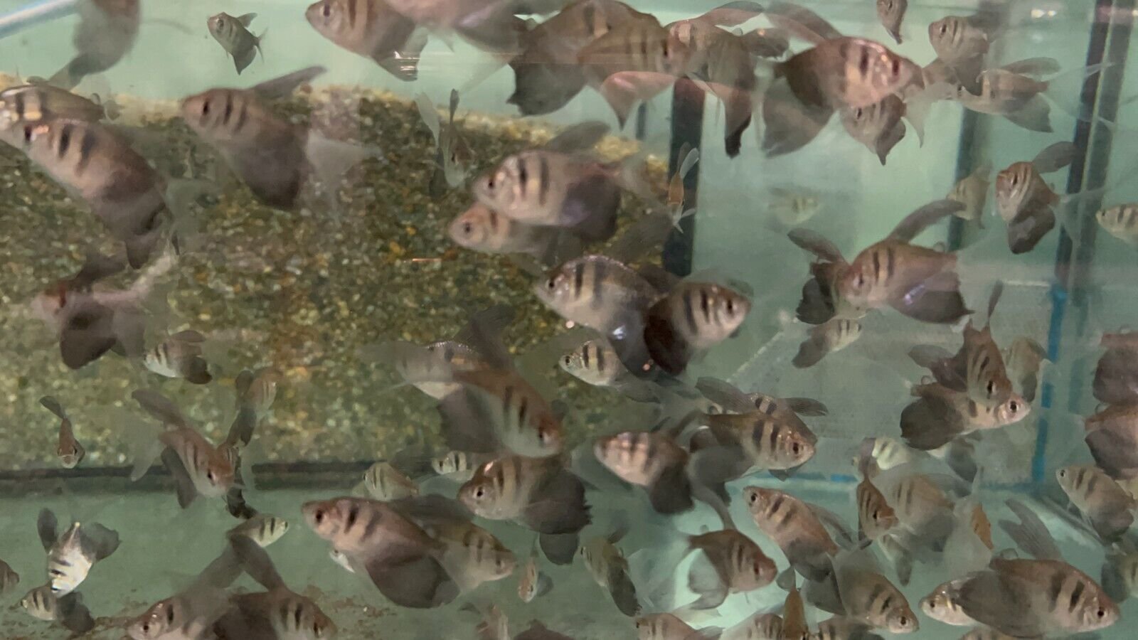 57_71299b37-7403-423f-b3ed-f3fc702ebacc.jpg 12🌟 Penguin Tetra - The Charming Dancers of the Aquarium! ( Thayeria boehlkei )