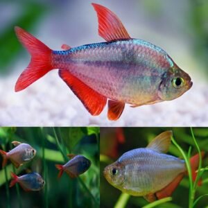 🔴 3x Platinum Rummy Nose Tetra Live Freshwater Fish FAST SHIP