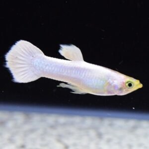 2 Red Devil Cichlid 1.5 inches Live Fish Unique African Cichlid Species Aquarium