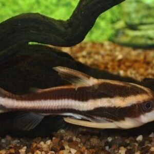 3x, 6x, Dalmatian Platy Fish live Fish Freshwater Fish Great Color and Health