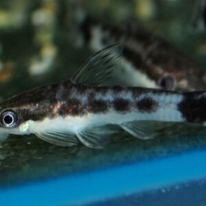 3x Redtail Sharks 2" awesome group Active and healthy Live Freshwater Fish
