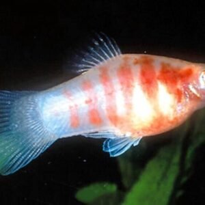 2X Abramites Wild caught specimens great tank addition - FAST SHIP