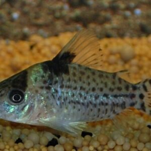 2x Sven's Eartheater Cichlids 1.5" Freshwater Live Fish FAST SHIP