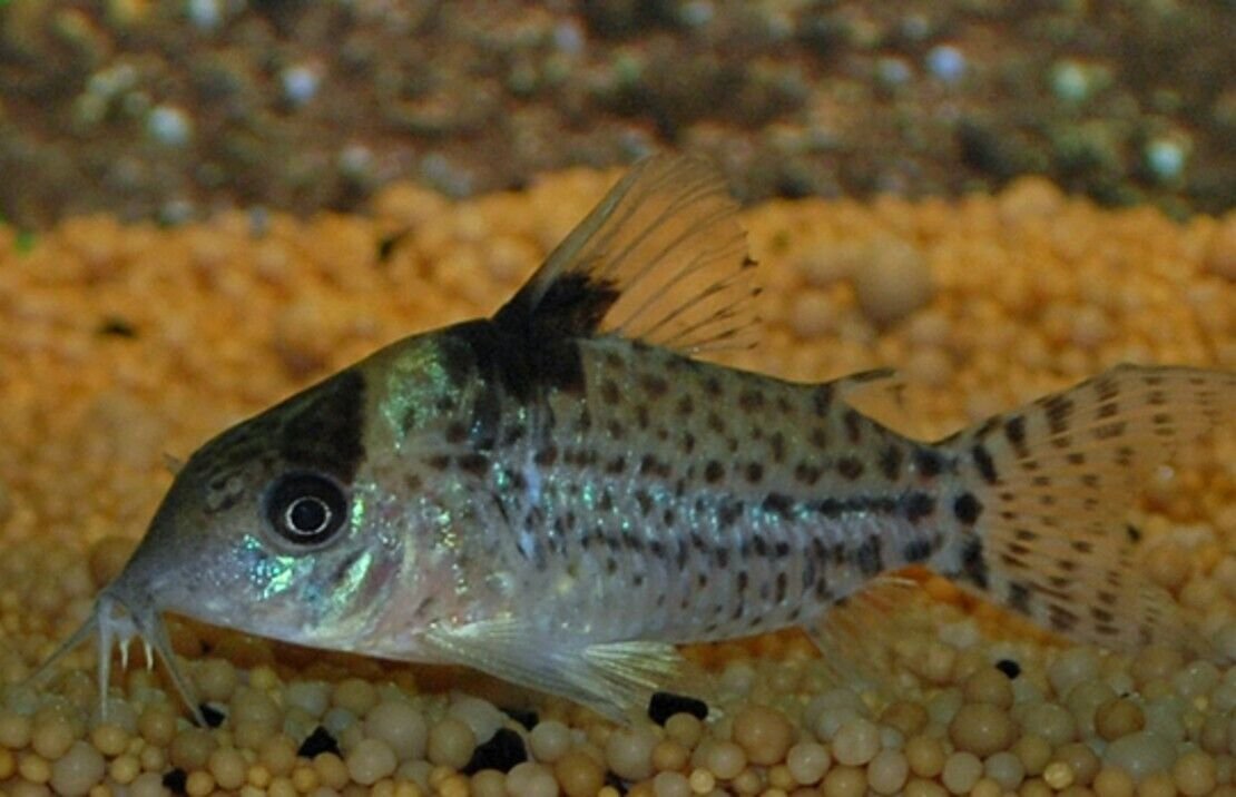 57_747c4b21-ae87-486b-bac6-599ff1bc2a29.jpg 2x Sven's Eartheater Cichlids 1.5" Freshwater Live Fish FAST SHIP