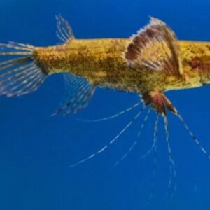 🐟6x Hi Fin Red White Cloud Danio Elegance Unleashed! 🐟 FAST SHIP LIVE FISH
