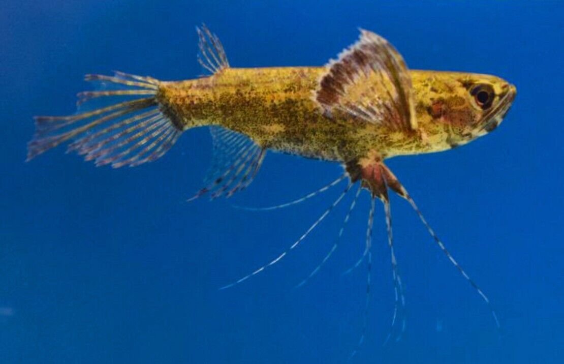 57_74bddcbc-809f-49a4-b2db-8eab534480b8.jpg 🐟6x Hi Fin Red White Cloud Danio Elegance Unleashed! 🐟 FAST SHIP LIVE FISH