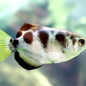 Electric Blue Ahli Cichlid 3.5" Healthy Malawi Cichlid Live Fish African Cichlid