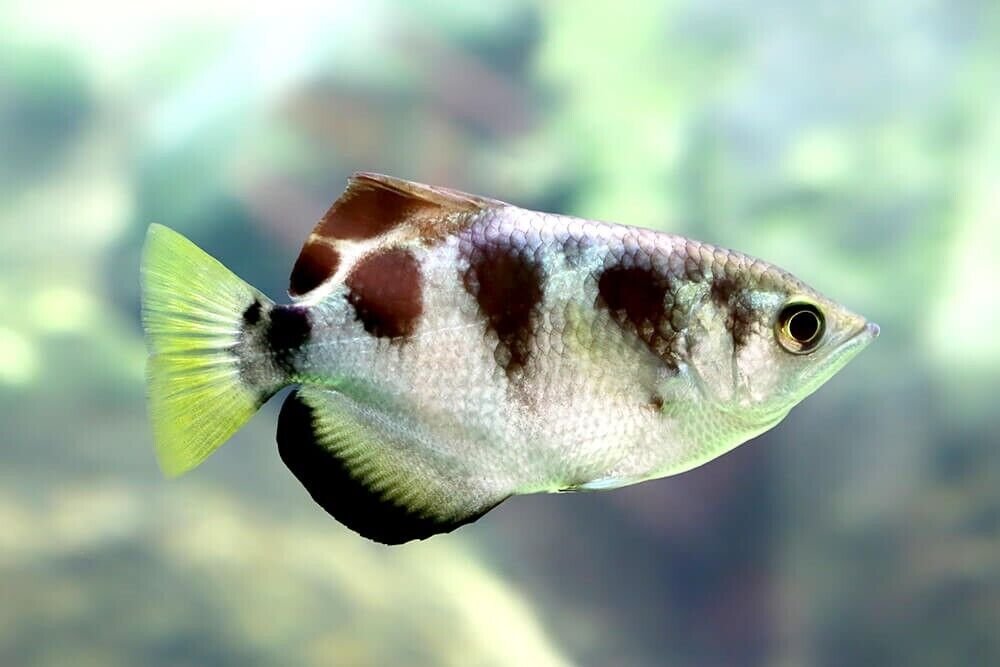 57_75357fb4-8791-4275-b830-d9a06ed37d62.jpg Electric Blue Ahli Cichlid 3.5" Healthy Malawi Cichlid Live Fish African Cichlid