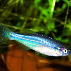 1 PAIR Male & Female Australe Gold Killifish Aphyosemion Australi