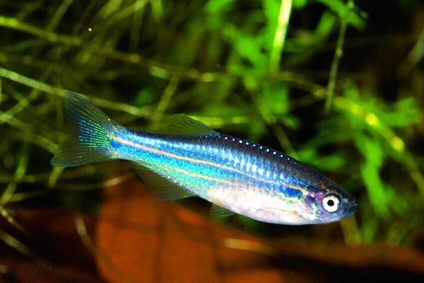 57_7545ae8d-31ee-4925-bbe6-70af345fcaca.jpg 1 PAIR Male & Female Australe Gold Killifish Aphyosemion Australi