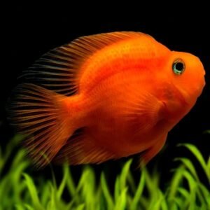 Endlicher Bichir 3.5" - 4" Medium Most wanted Bichir Aquarium Fish Lively